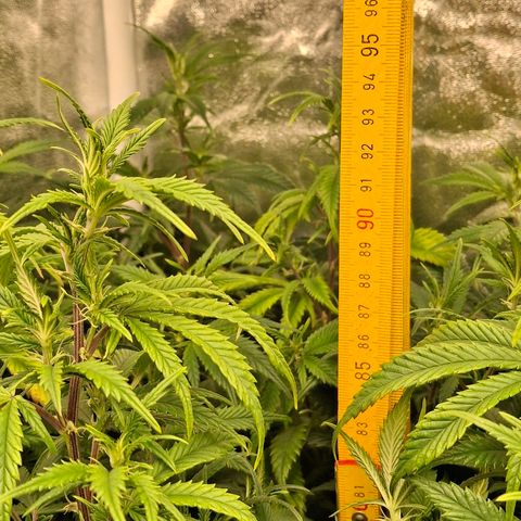 OG Kush (Stecklinge) growlog timeline photo