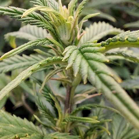 OG Kush (Stecklinge) growlog timeline photo