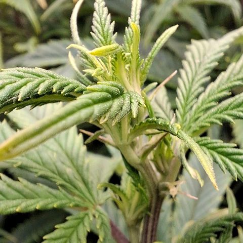 OG Kush (Stecklinge) growlog timeline photo