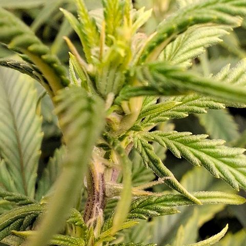 OG Kush (Stecklinge) growlog timeline photo