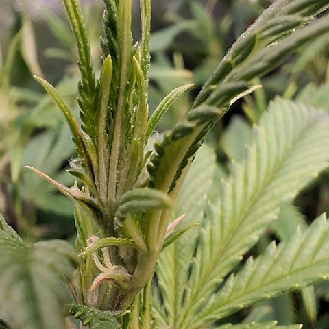 OG Kush (Stecklinge) growlog timeline photo