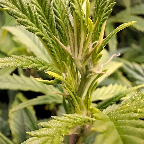 OG Kush (Stecklinge) growlog timeline photo