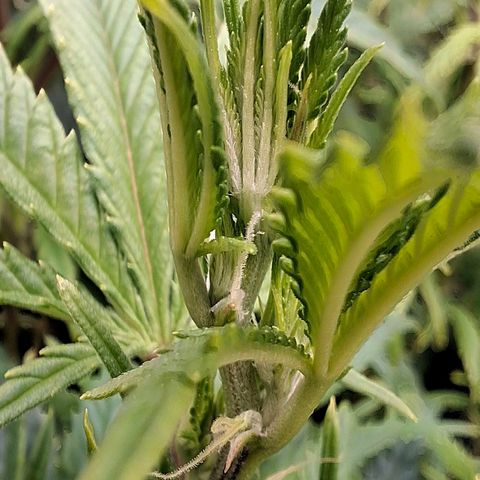 OG Kush (Stecklinge) growlog timeline photo