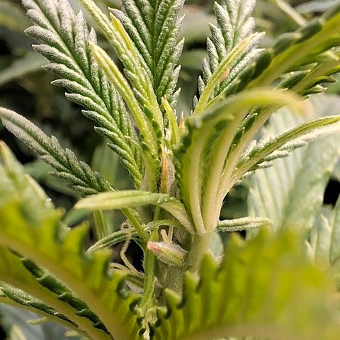 OG Kush (Stecklinge) growlog timeline photo