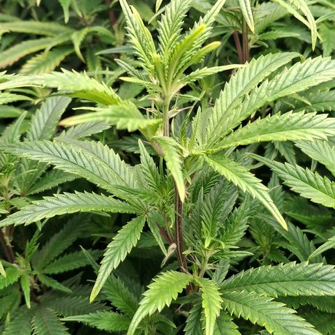 OG Kush (Stecklinge) growlog timeline photo
