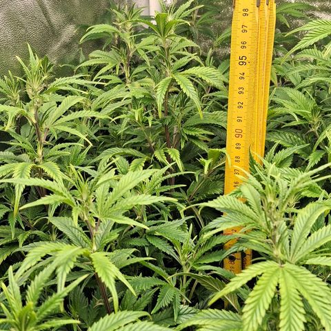 OG Kush (Stecklinge) growlog timeline photo