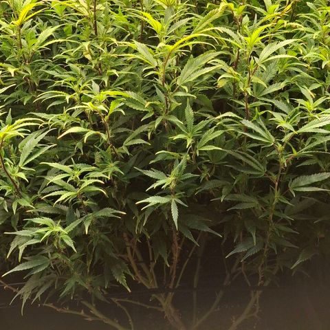 OG Kush (Stecklinge) growlog photo: Nächte sind kalt (13-19°C). Daher langsames Wachstum u daher lange Blütephase. 