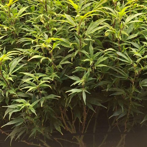 OG Kush (Stecklinge) growlog photo: Nächte sind kalt (13-19°C). Daher langsames Wachstum u daher lange Blütephase. 