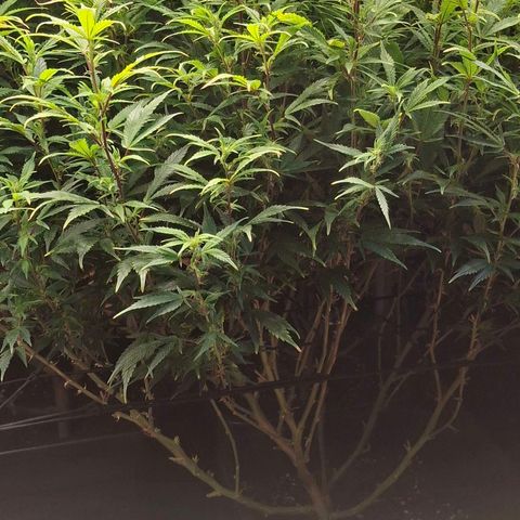 OG Kush (Stecklinge) growlog photo: Nächte sind kalt (13-19°C). Daher langsames Wachstum u daher lange Blütephase. 