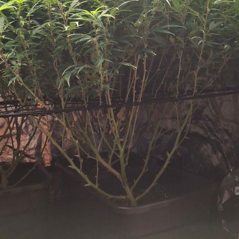 OG Kush (Stecklinge) growlog photo: Nächte sind kalt (13-19°C). Daher langsames Wachstum u daher lange Blütephase. 