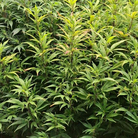 OG Kush (Stecklinge) growlog photo: Nächte sind kalt (13-19°C). Daher langsames Wachstum u daher lange Blütephase. 