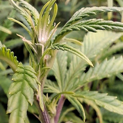 OG Kush (Stecklinge) growlog timeline photo