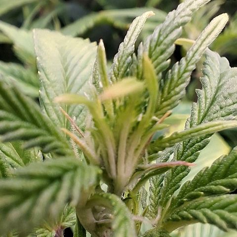 OG Kush (Stecklinge) growlog timeline photo