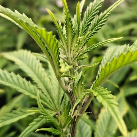 OG Kush (Stecklinge) growlog timeline photo