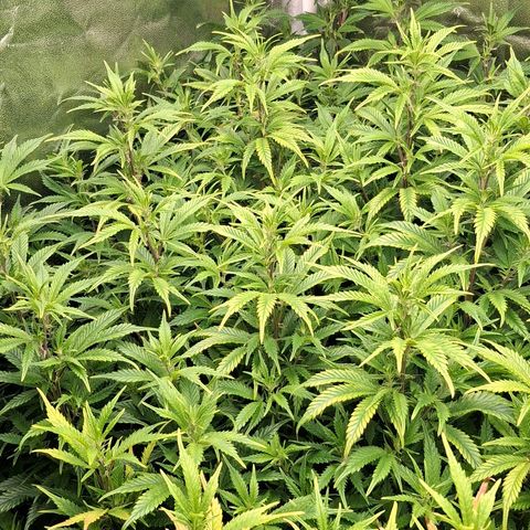 OG Kush (Stecklinge) growlog timeline photo