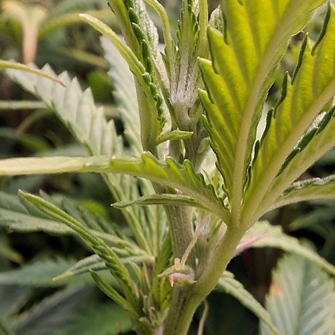 OG Kush (Stecklinge) growlog timeline photo