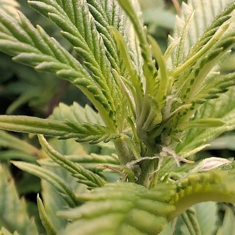 OG Kush (Stecklinge) growlog timeline photo