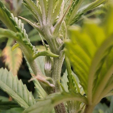 OG Kush (Stecklinge) growlog timeline photo