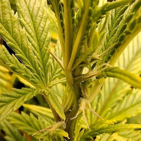 OG Kush (Stecklinge) growlog timeline photo