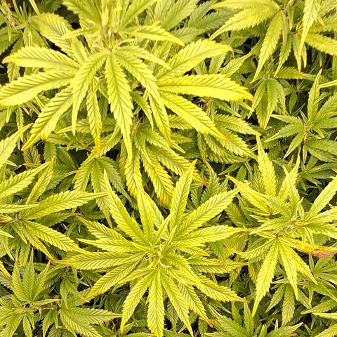 OG Kush (Stecklinge) growlog timeline photo