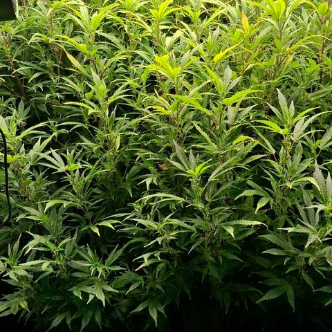 OG Kush (Stecklinge) growlog timeline photo