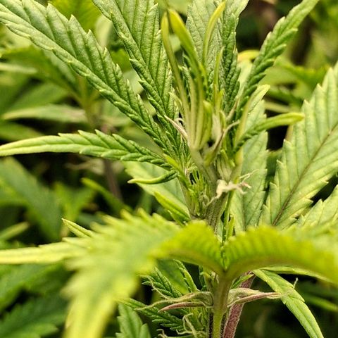 OG Kush (Stecklinge) growlog timeline photo