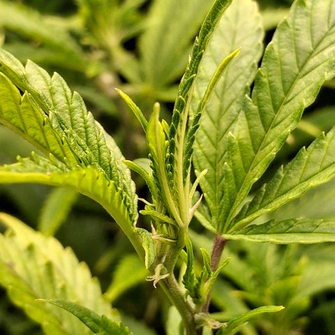 OG Kush (Stecklinge) growlog timeline photo