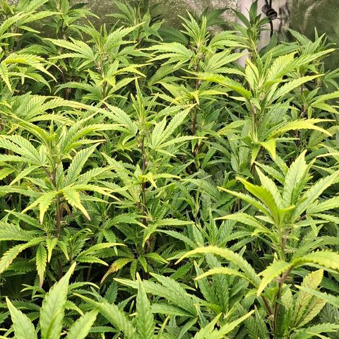 OG Kush (Stecklinge) growlog timeline photo