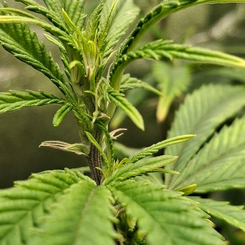 OG Kush (Stecklinge) growlog timeline photo