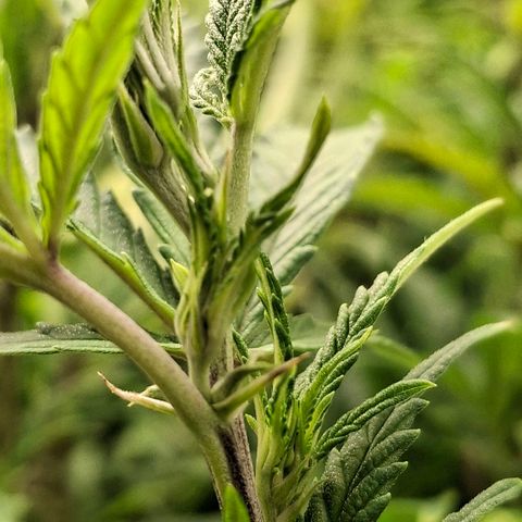 OG Kush (Stecklinge) growlog timeline photo
