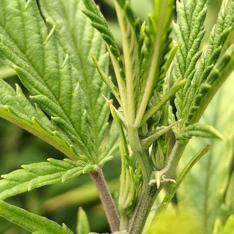 OG Kush (Stecklinge) growlog timeline photo