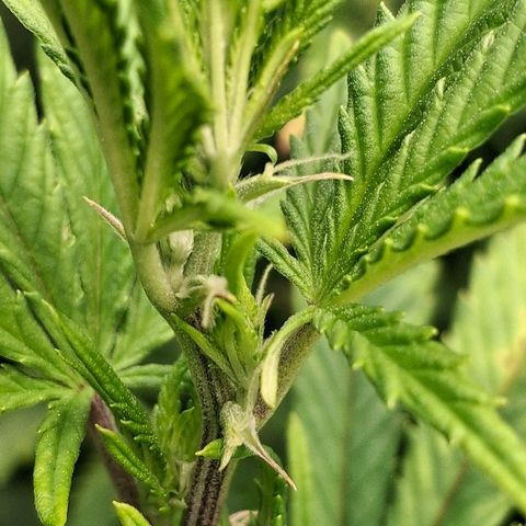 OG Kush (Stecklinge) growlog timeline photo