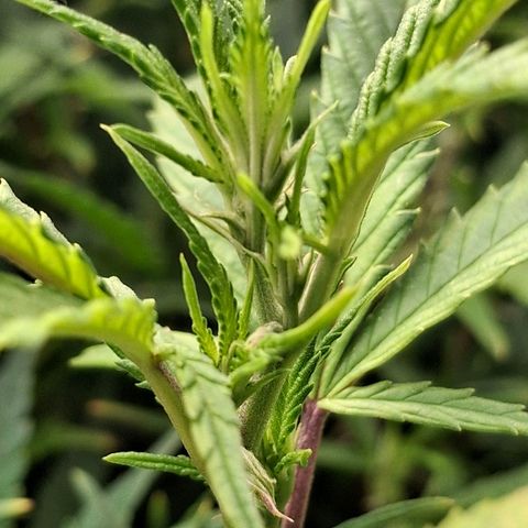 OG Kush (Stecklinge) growlog timeline photo