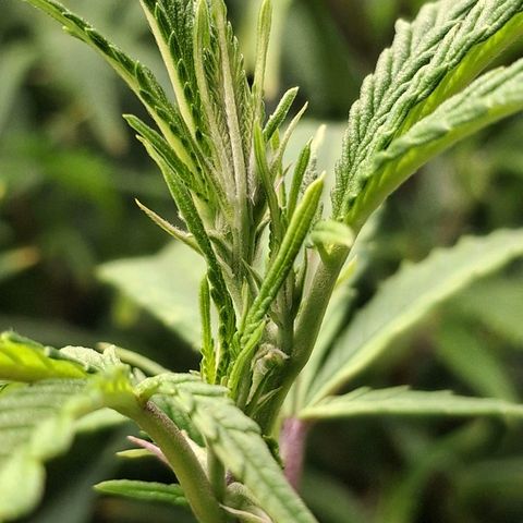 OG Kush (Stecklinge) growlog timeline photo