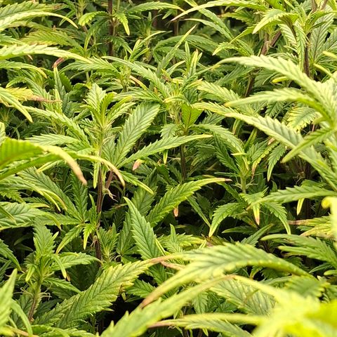 OG Kush (Stecklinge) growlog timeline photo
