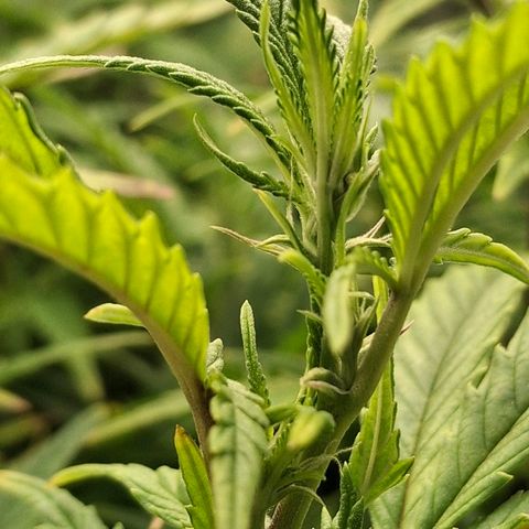 OG Kush (Stecklinge) growlog timeline photo