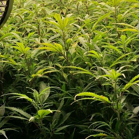 OG Kush (Stecklinge) growlog timeline photo