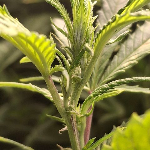 OG Kush (Stecklinge) growlog timeline photo