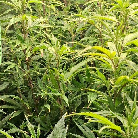 OG Kush (Stecklinge) growlog timeline photo