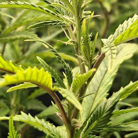 OG Kush (Stecklinge) growlog timeline photo