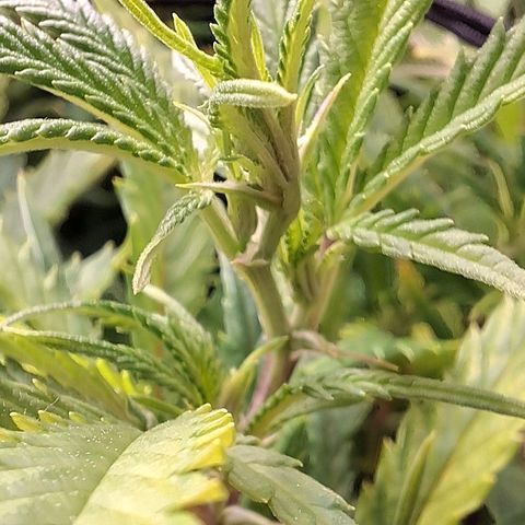 OG Kush (Stecklinge) growlog timeline photo