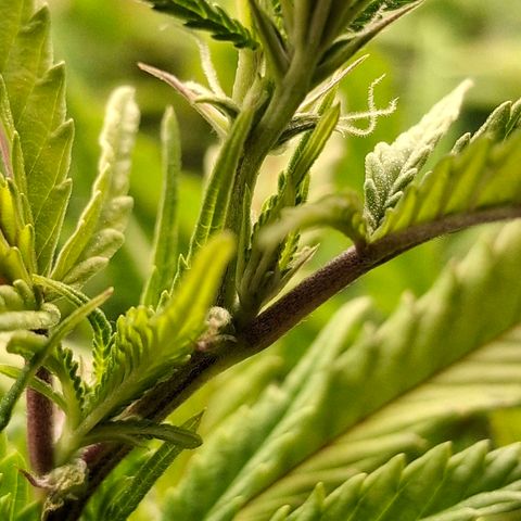 OG Kush (Stecklinge) growlog timeline photo
