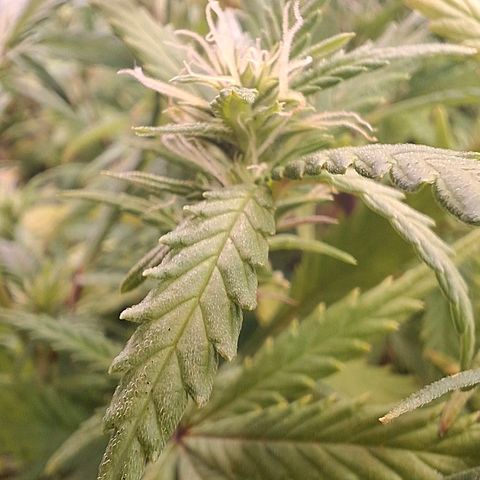 OG Kush (Stecklinge) growlog photo: Since one week i've changed the lighttime from 18/6 to 8/12 and finally they start blooming. Strange, because they're usually automatics. But perhaps after all this time there will be a positive outcome.
