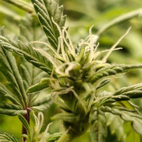 OG Kush (Stecklinge) growlog photo: Since one week i've changed the lighttime from 18/6 to 8/12 and finally they start blooming. Strange, because they're usually automatics. But perhaps after all this time there will be a positive outcome.