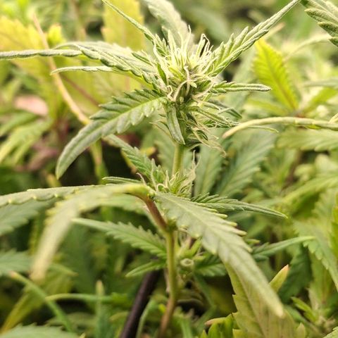 OG Kush (Stecklinge) growlog timeline photo
