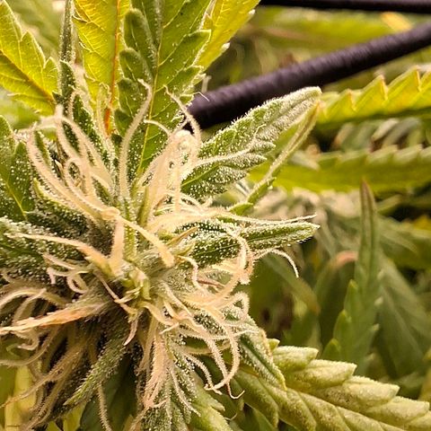 OG Kush (Stecklinge) growlog photo: Moving from a 160cm tent to a 180cm tent. Finally, more headroom! Flowering is in full swing.