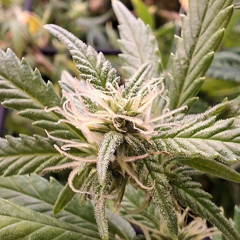 OG Kush (Stecklinge) growlog photo: Moving from a 160cm tent to a 180cm tent. Finally, more headroom! Flowering is in full swing.