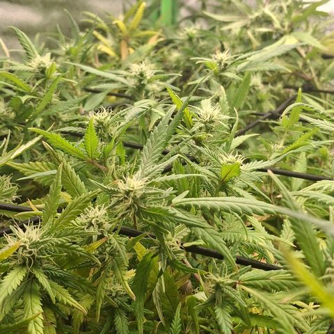 OG Kush (Stecklinge) growlog photo: Moving from a 160cm tent to a 180cm tent. Finally, more headroom! Flowering is in full swing.
