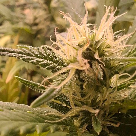 OG Kush (Stecklinge) growlog timeline photo
