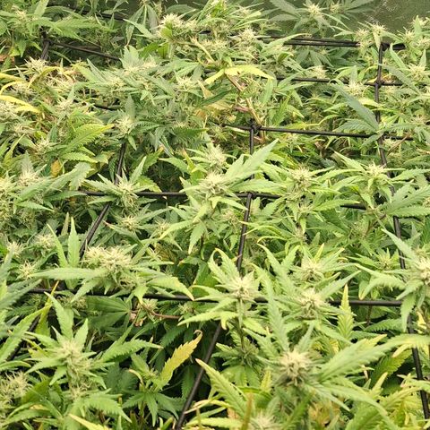 OG Kush (Stecklinge) growlog timeline photo